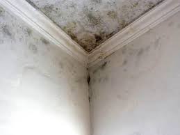 Best Emergency Mold Remediation  in Heritage Pines, FL